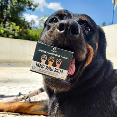 Goofy Tails Hemp Paw Cream for Dogs 30g, All Natural Hemp Paw Butter for Dogs and Puppies, Dog Paw Cream Protects, Soothes and Moisturises Paws and Elbows, Enriched with Beeswax and Essential Oils